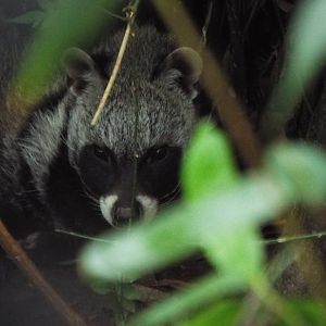 African Civet Exmoor Zoo