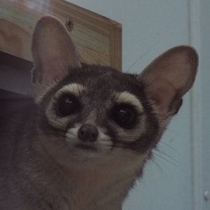 Ring-Tailed Cat Exmoor Zoo