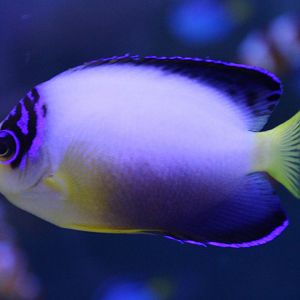 Multicolor dwarf angelfish - Centropyge multicolor