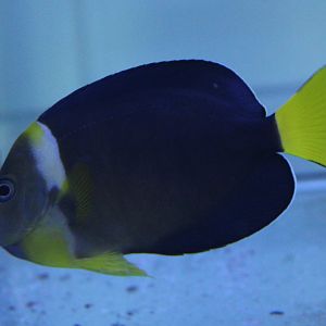 Chaetodontoplus personifer