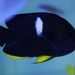 Keyhole dwarf angelfish - Centropyge tibicen