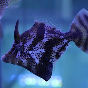 Pseudomonacanthus macrurus