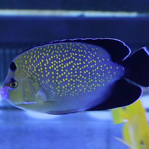 Apolemichthys xanthopunctatus