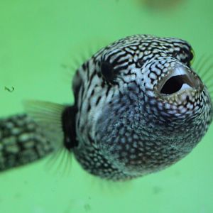 Map puffer - Arothron mappa