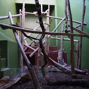 Small monkey house - Southern tamandua exhibit, 2019-12-30