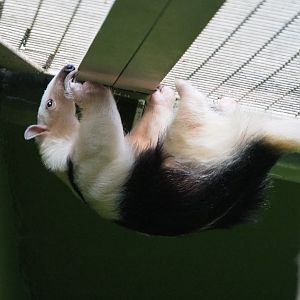 Climbing Southern tamandua (Tamandua tetradactyla), 2019-12-30