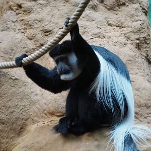Mantled colobus (Colobus guereza), 2019-12-30