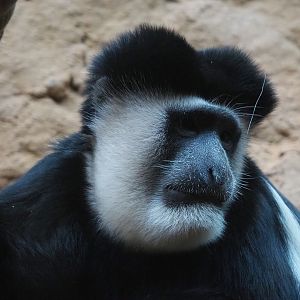 Mantled colobus (Colobus guereza), 2019-12-30
