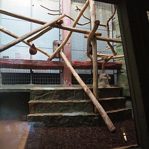Small monkey house - Golden-headed lion tamarin and Humboldt's douroucouli exhibit, 2019-12-30