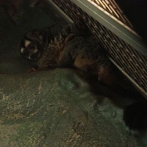 Humboldt's douroucouli (Aotus trivirgatus), 2019-12-30