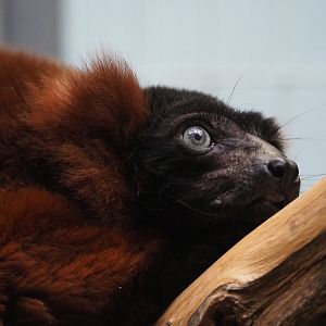 Red ruffed lemur (Varecia rubra), 2019-12-30