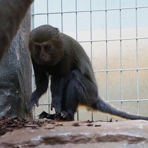 Juvenile Hamlyn's or Owl-faced guenon (Cercopithecus hamlyni), 2019-12-30