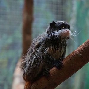 Bearded emperor tamarin (Saguinus imperator subgrisescens), 2019-12-30