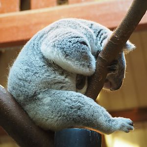 Queensland koala (Phascolarctos cinereus adustus), 2019-12-30