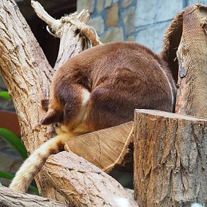Goodfellow's tree kangaroo (Dendrolagus goodfellowi buergersi ), 2019-12-30