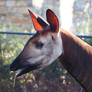 Okapi (Okapia johnstoni), 2019-12-30