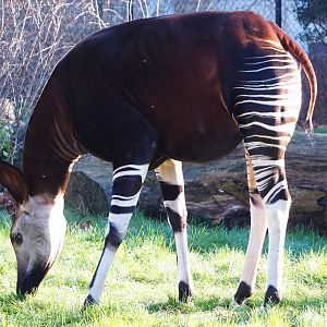 Okapi (Okapia johnstoni),  2019-12-30