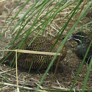 Female Madagascar partridge (Margaroperdix madagarensis), 2019-12-30
