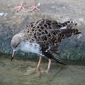 Ruff (Calidris pugnax), 2019-12-30