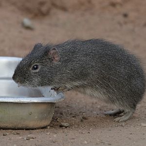 New cavy in the Desert House