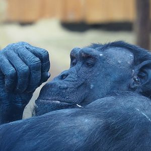 Chimpanzee (Pan troglodytes), 2019-12-30