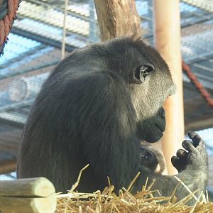 Western lowland gorillas (Gorilla gorilla gorilla) Mayani and Thandie, 2019-12-30