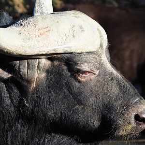 Cape buffalo (Syncerus caffer caffer), 2019-12-30