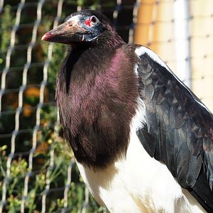 Abdim's stork (Ciconia abdimii), 2019-12-30