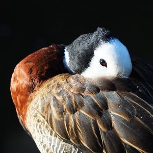 White-faced whistling duck (Dendrocygna viduata), 2019-12-30