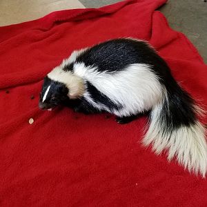 ZooAmerica - female skunk eating