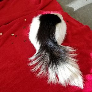 ZooAmerica - a very fancy tail
