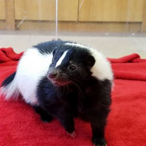 ZooAmerica - female skunk smiling