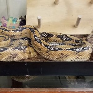 ZooAmerica - Trans-Pecos Ratsnake, education building