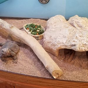 ZooAmerica - Chuckwalla, education building