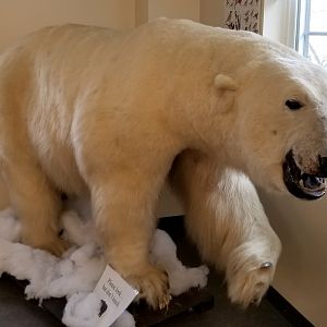 ZooAmerica - polar bear, education building