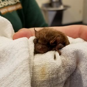 ZooAmerica - Big Brown Bat, education building