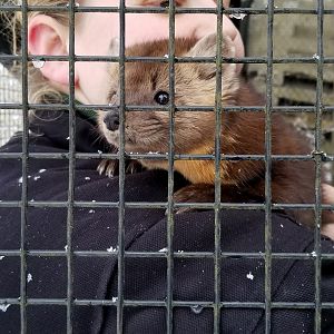 ZooAmerica - American Marten female