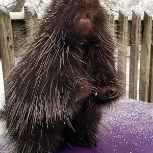 ZooAmerica - Porcupine training