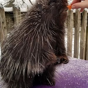 ZooAmerica - Porcupine treat