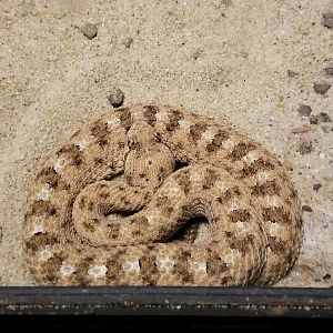 ZooAmerica - Sidewinder