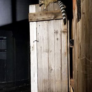 ZooAmerica - Ringtail