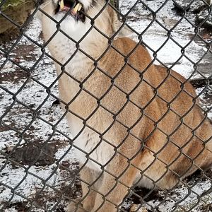 ZooAmerica - mountain lion female