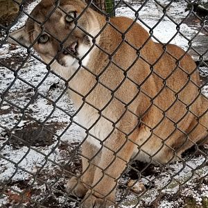ZooAmerica - mountain lion female