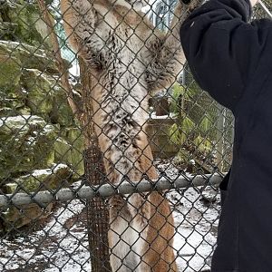 ZooAmerica - Rainier the mountain lion showing off