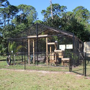 Serval & Caracal Enclosure