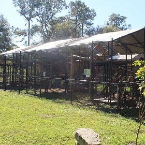 Clouded Leopard Enclosure