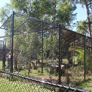 Florida Panther Enclosure