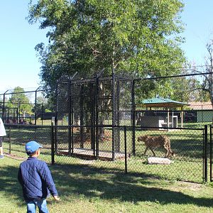 Cheetah Enclosure