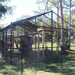Florida Panther Enclosure