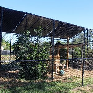 Amur Leopard Enclosure (Black Variant)